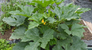 Pravidla pro lámání listů z cukety